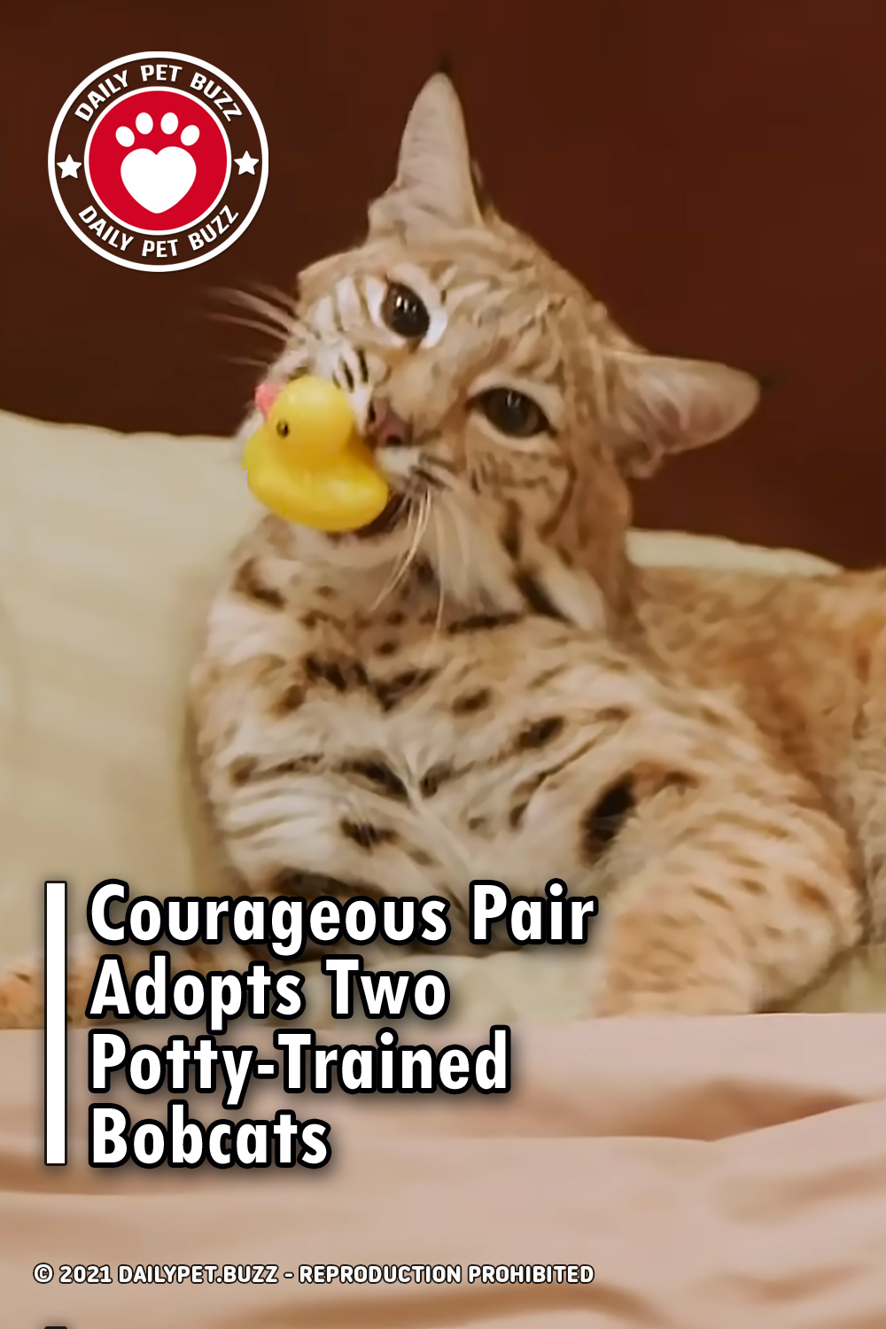 Courageous Pair Adopts Two Potty-Trained Bobcats