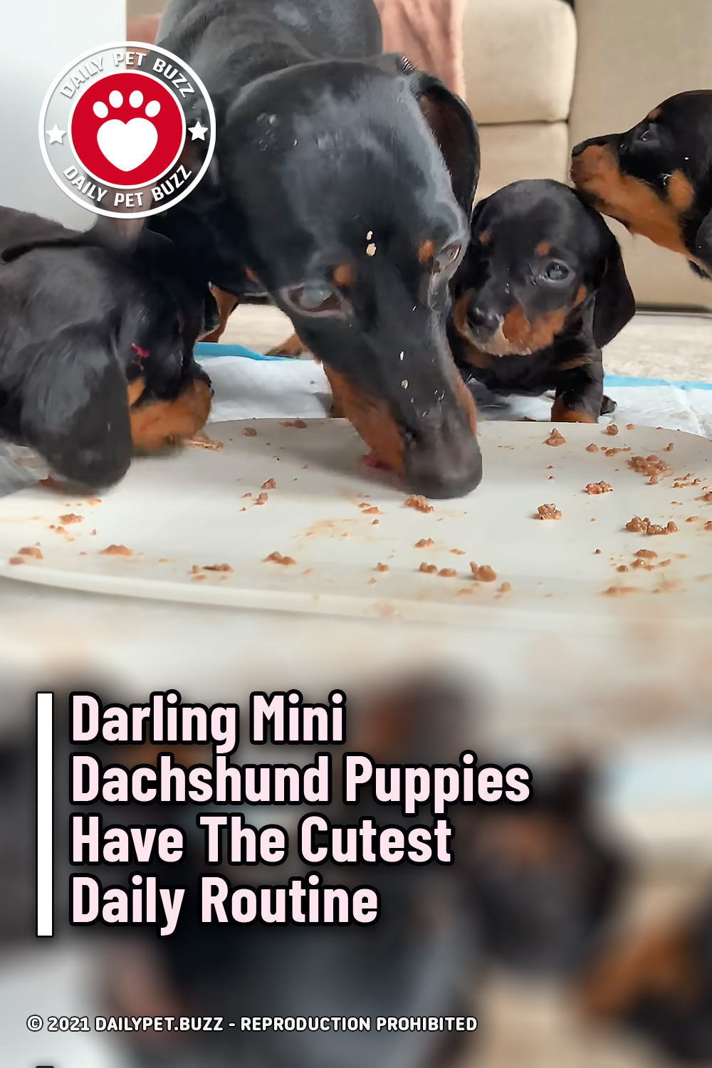 Darling Mini Dachshund Puppies Have The Cutest Daily Routine