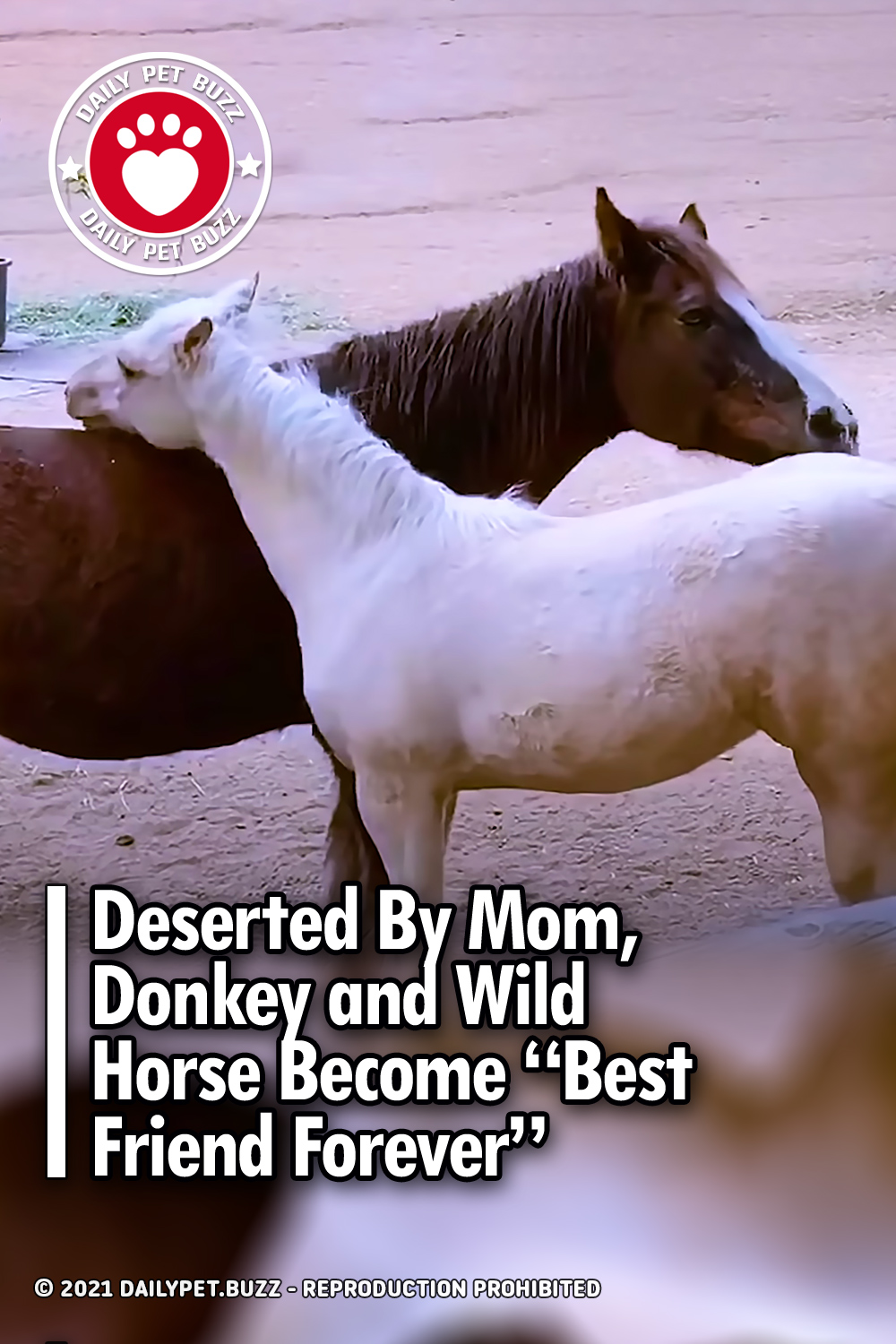 Deserted By Mom, Donkey and Wild Horse Become “Best Friend Forever”