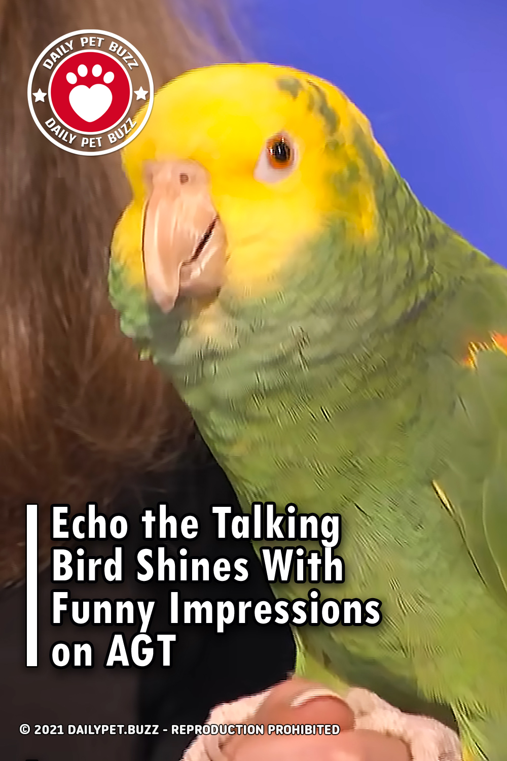 Echo the Talking Bird Shines With Funny Impressions on AGT