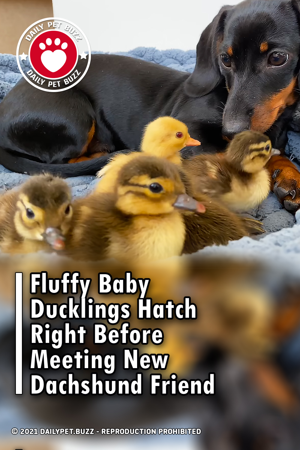 Fluffy Baby Ducklings Hatch Right Before Meeting New Dachshund Friend