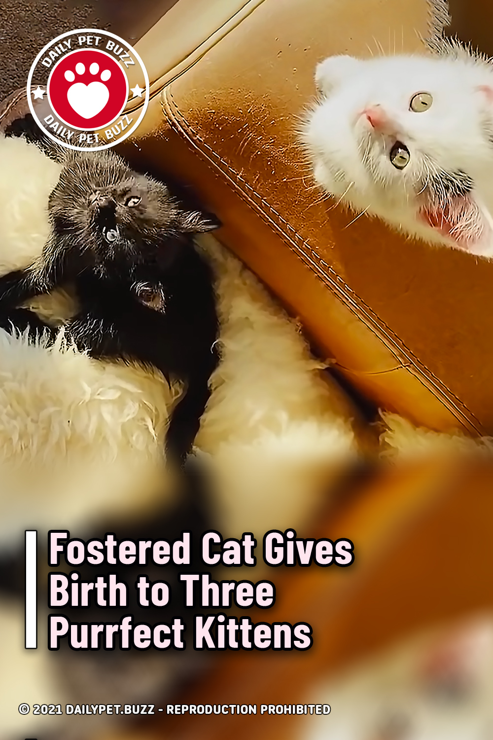 Fostered Cat Gives Birth to Three Purrfect Kittens