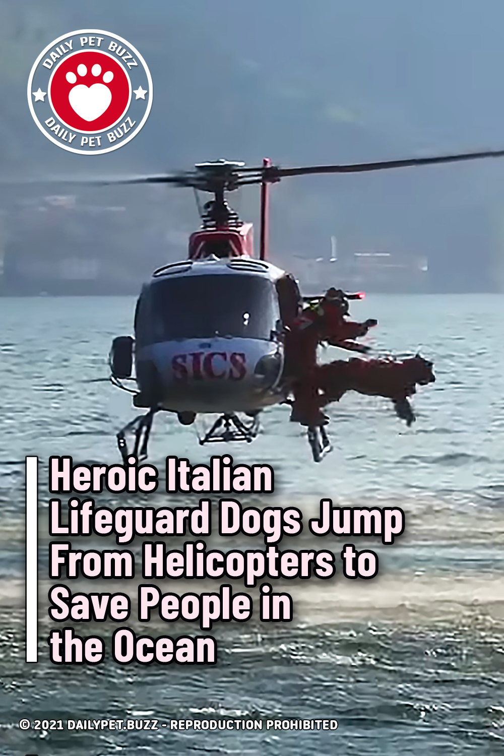 Heroic Italian Lifeguard Dogs Jump From Helicopters to Save People in the Ocean