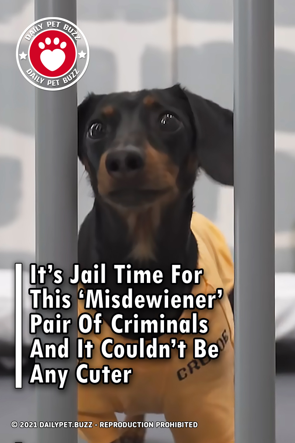 It’s Jail Time For This ‘Misdewiener’ Pair Of Criminals And It Couldn’t Be Any Cuter