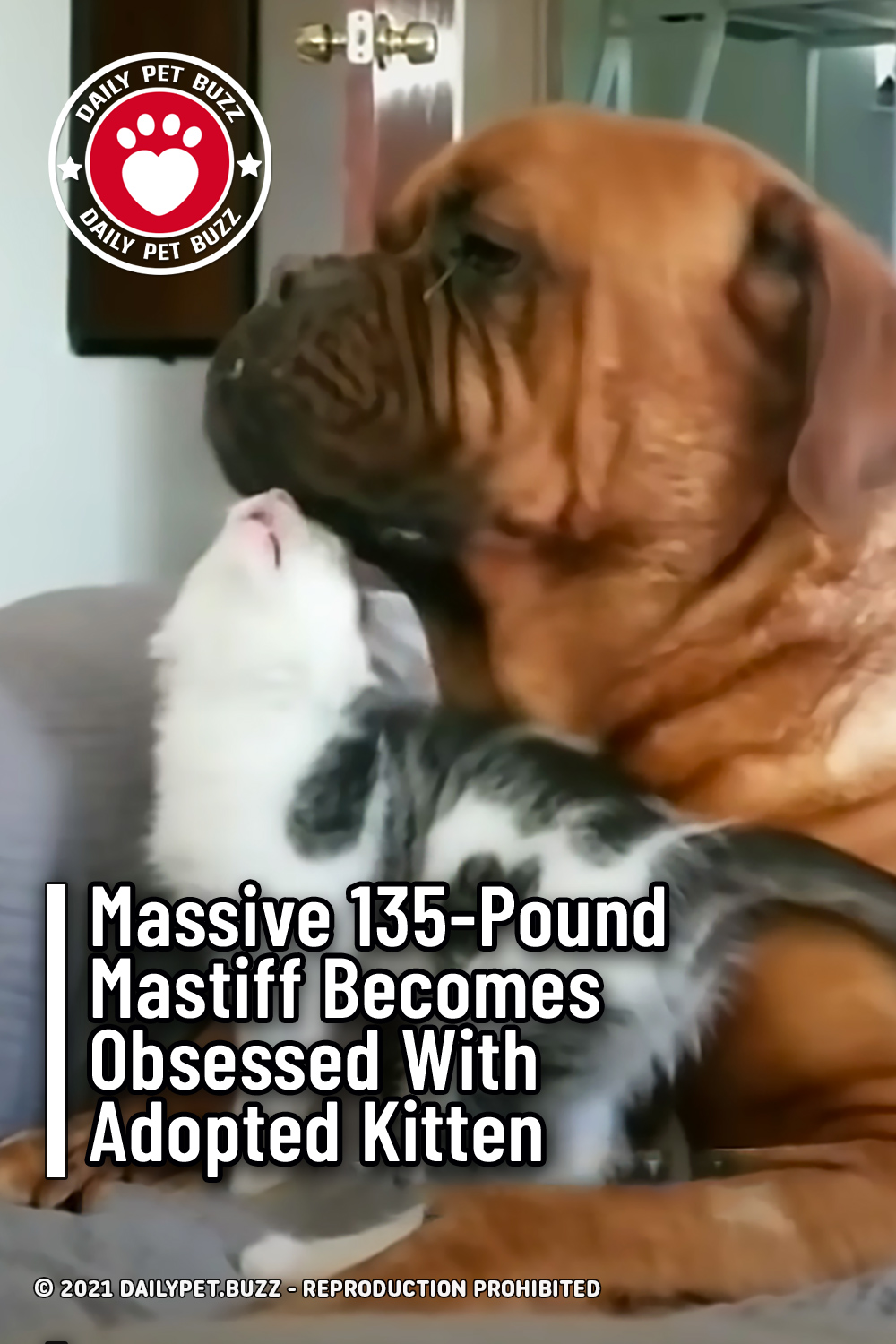 Massive 135-Pound Mastiff Becomes Obsessed With Adopted Kitten