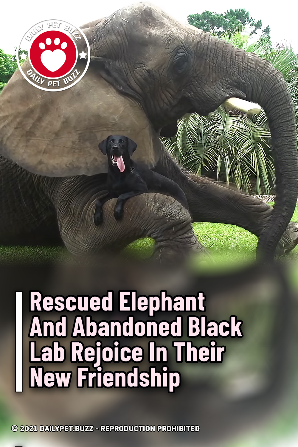 Rescued Elephant And Abandoned Black Lab Rejoice In Their New Friendship