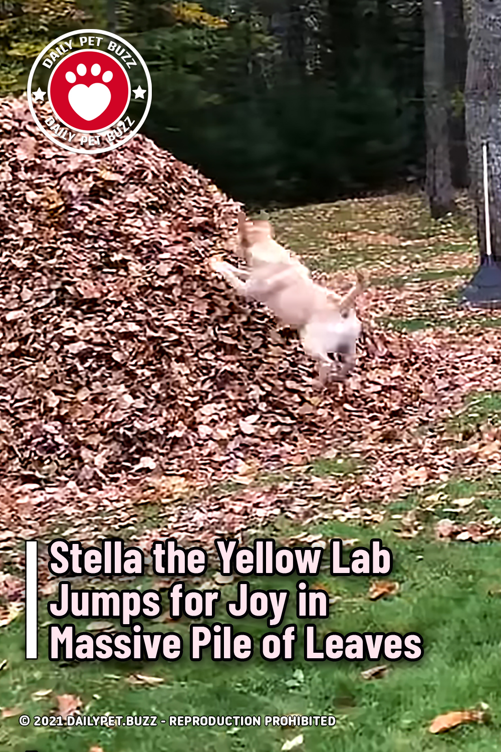 Stella the Yellow Lab Jumps for Joy in Massive Pile of Leaves