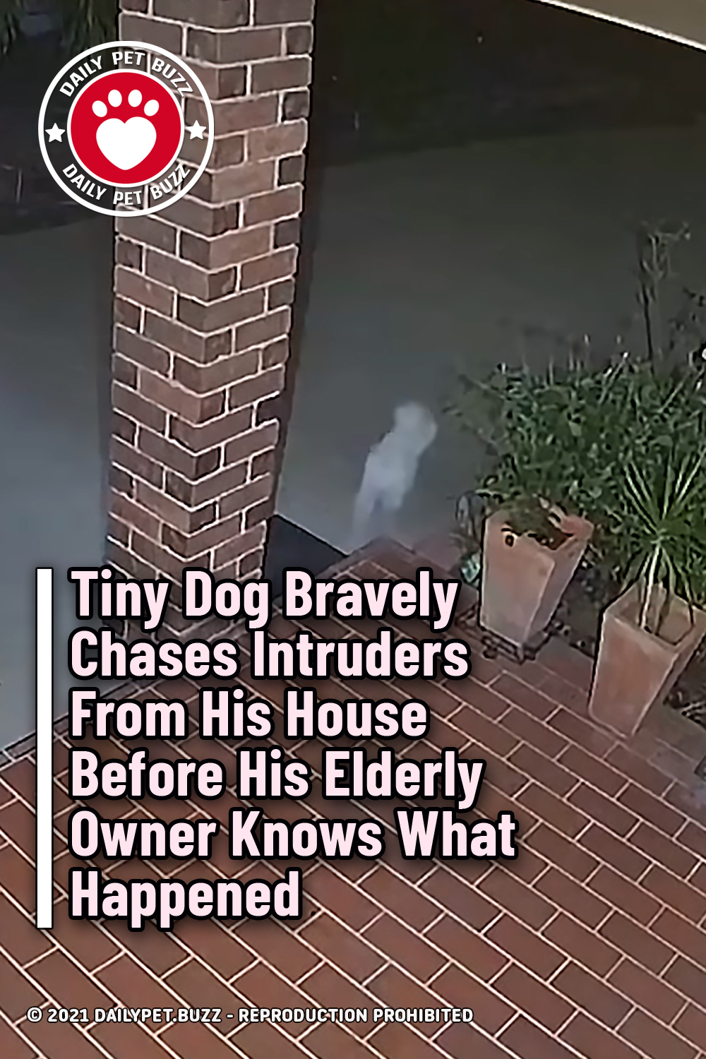 Tiny Dog Bravely Chases Intruders From His House Before His Elderly Owner Knows What Happened
