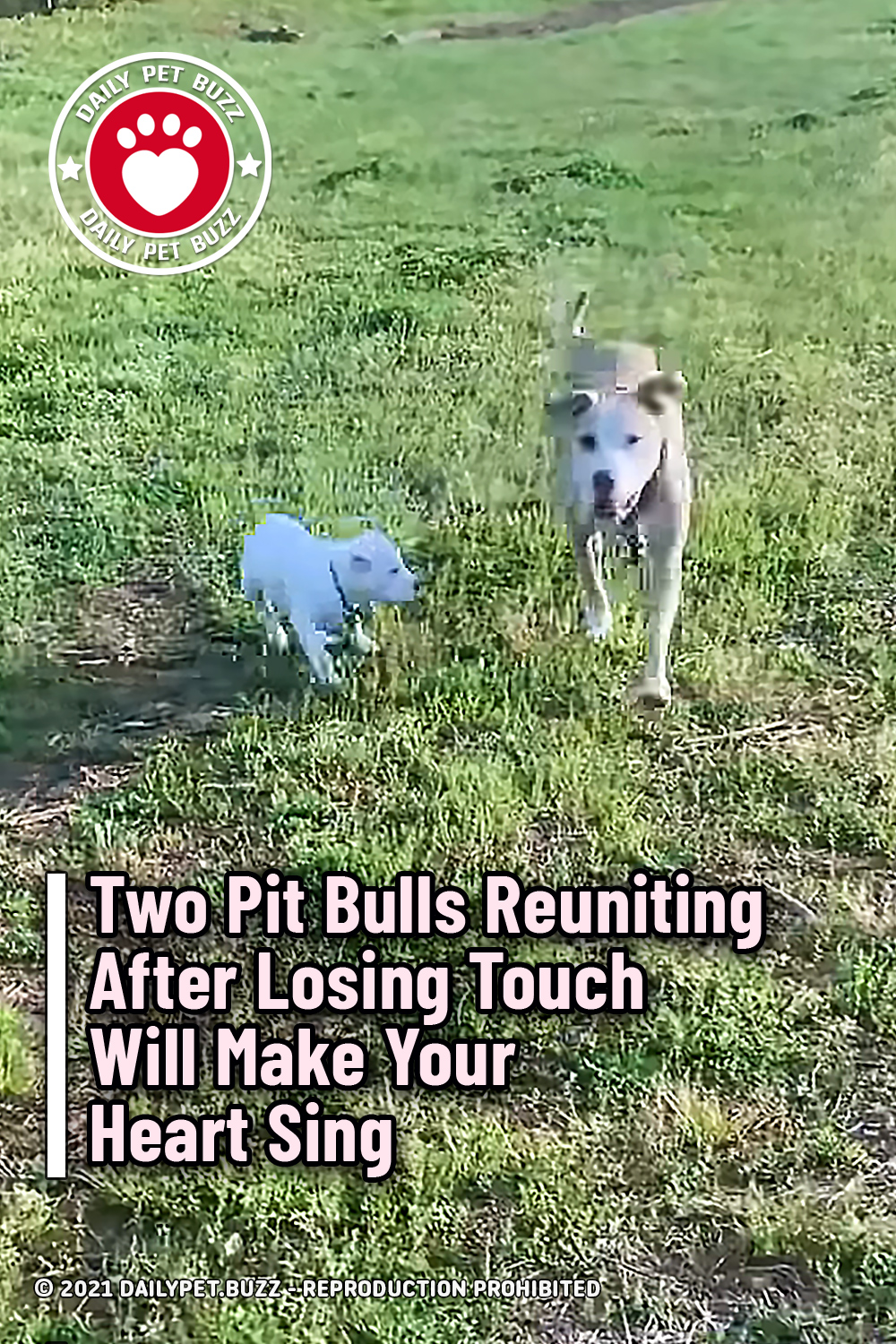Two Pit Bulls Reuniting After Losing Touch Will Make Your Heart Sing