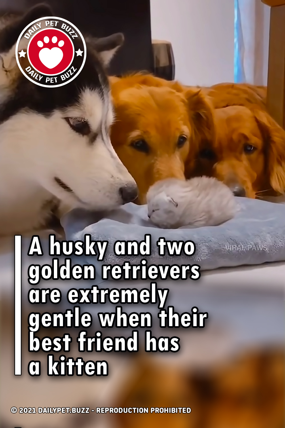 A husky and two golden retrievers are extremely gentle when their best friend has a kitten