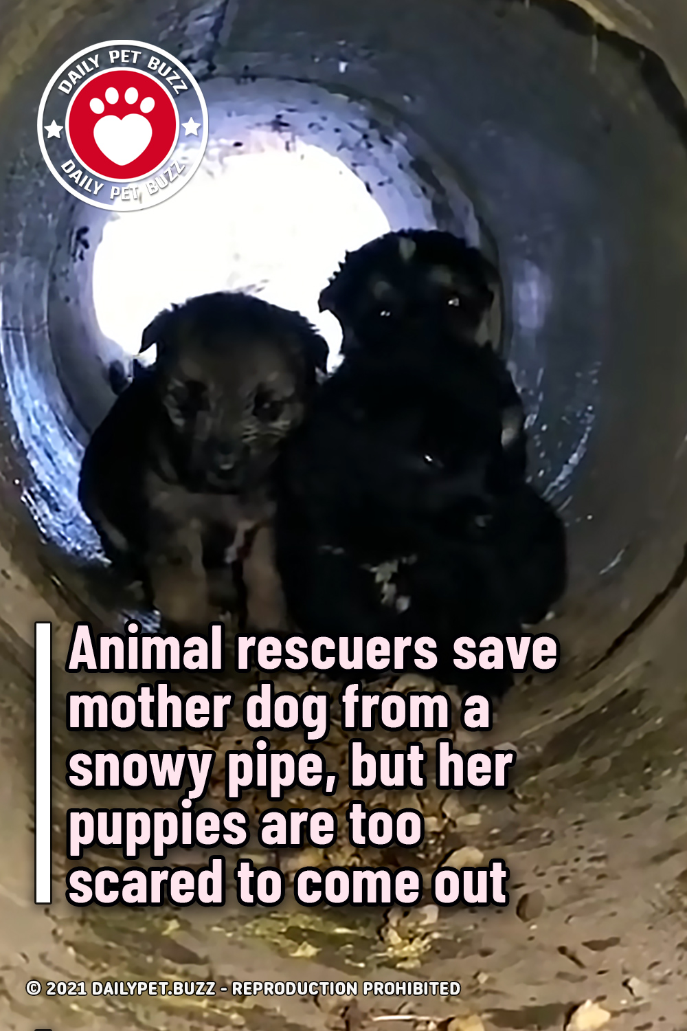 Animal rescuers save mother dog from a snowy pipe, but her puppies are too scared to come out