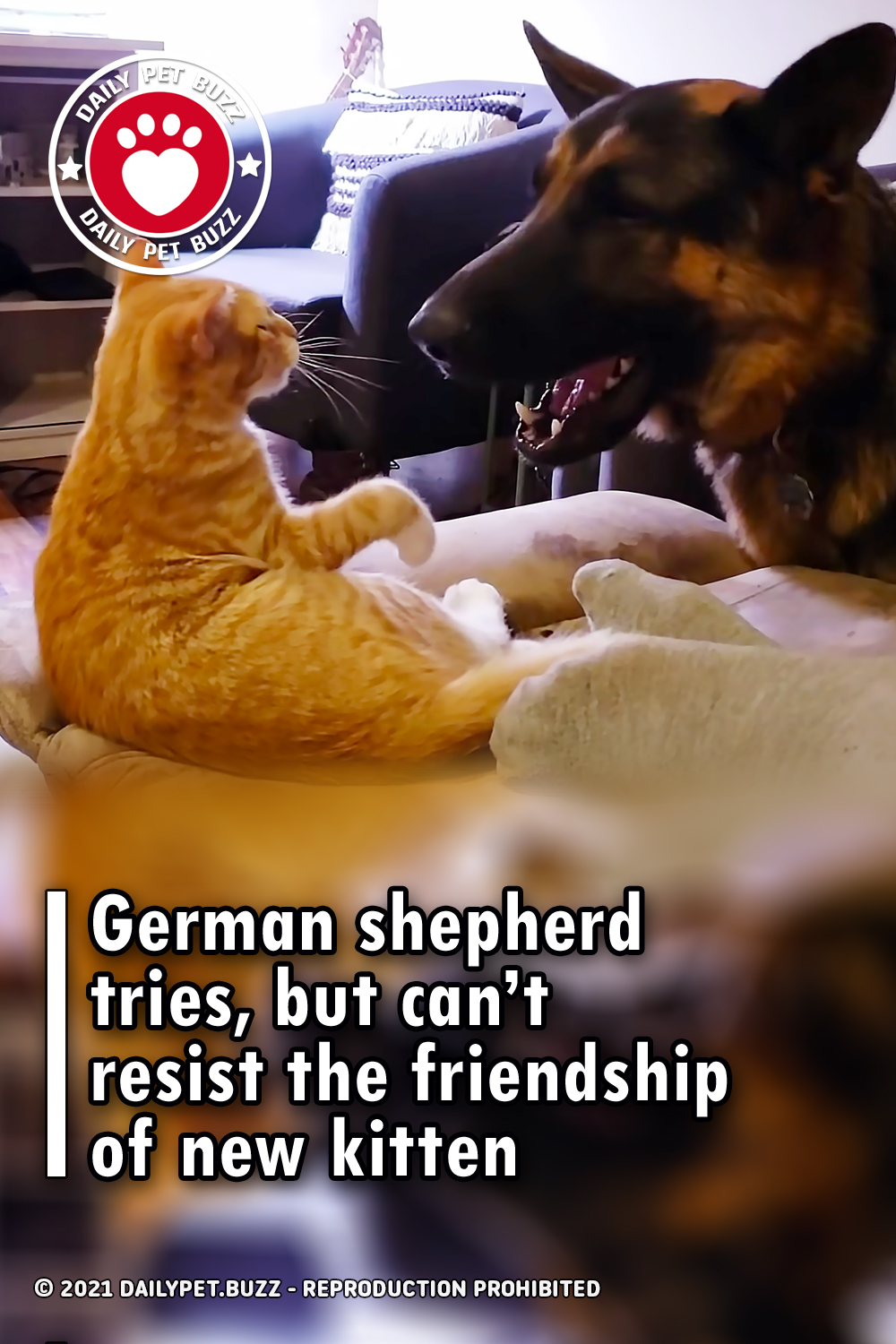 German shepherd tries, but can’t resist the friendship of new kitten