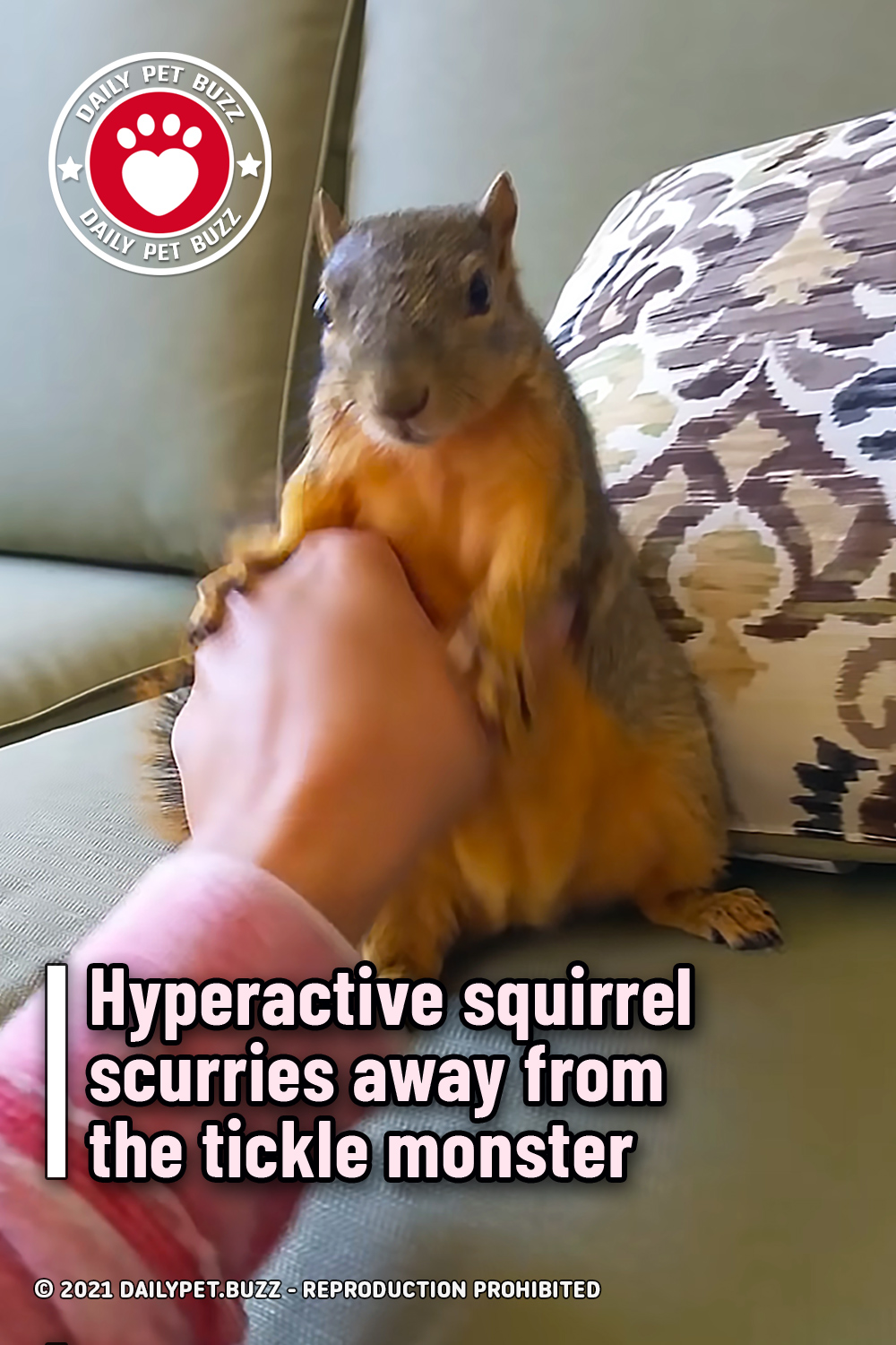 Hyperactive squirrel scurries away from the tickle monster