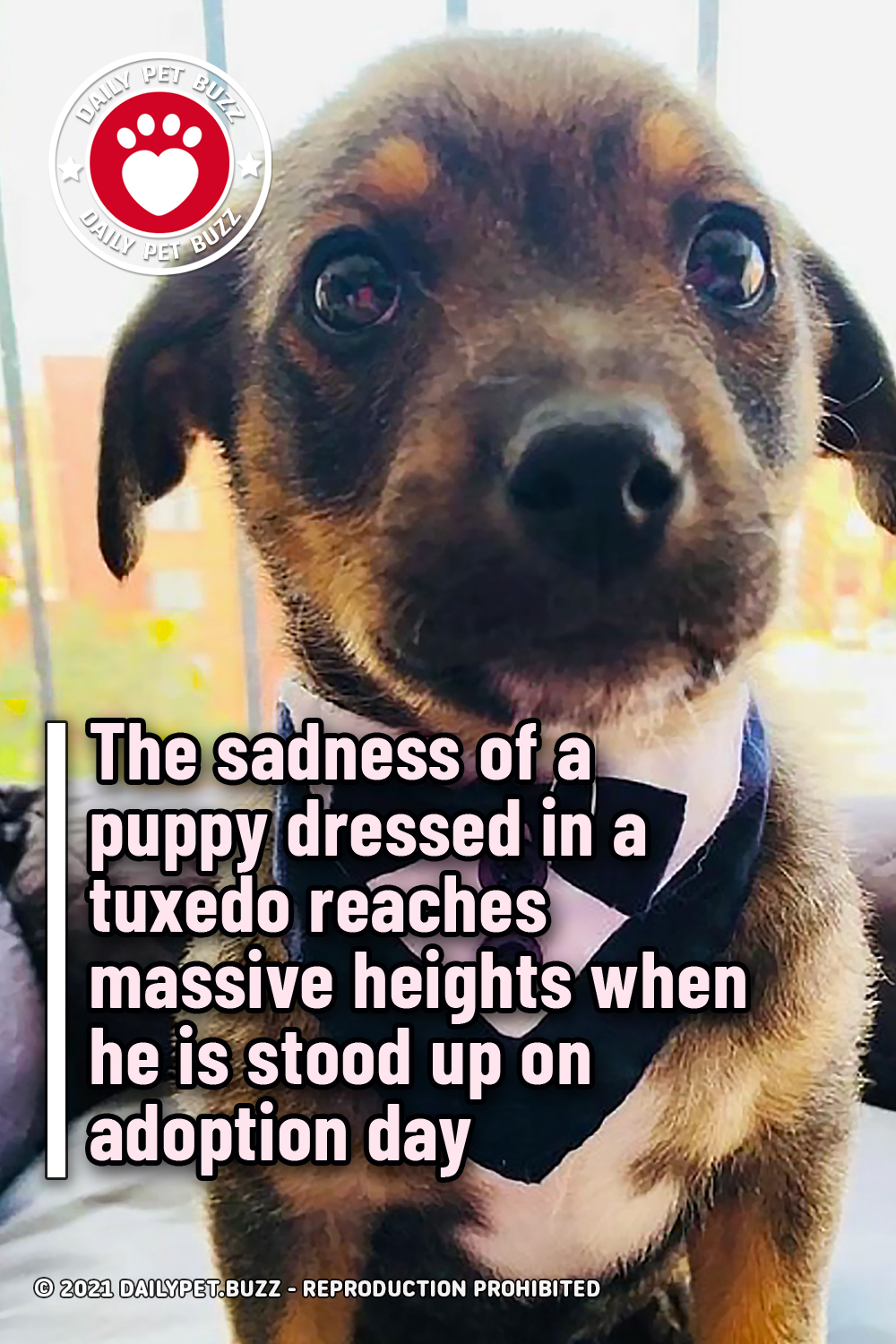 The sadness of a puppy dressed in a tuxedo reaches massive heights when he is stood up on adoption day