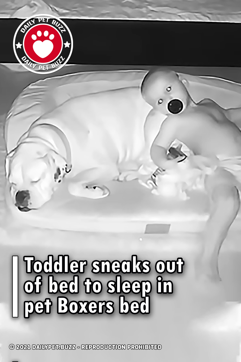 Toddler sneaks out of bed to sleep in pet Boxers bed