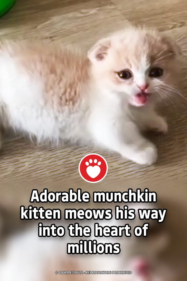 Adorable munchkin kitten meows his way into the heart of millions