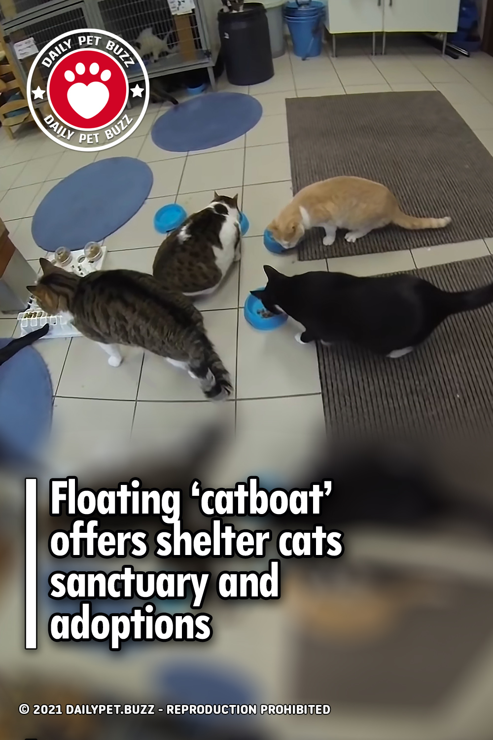 Floating ‘catboat’ offers shelter cats sanctuary and adoptions