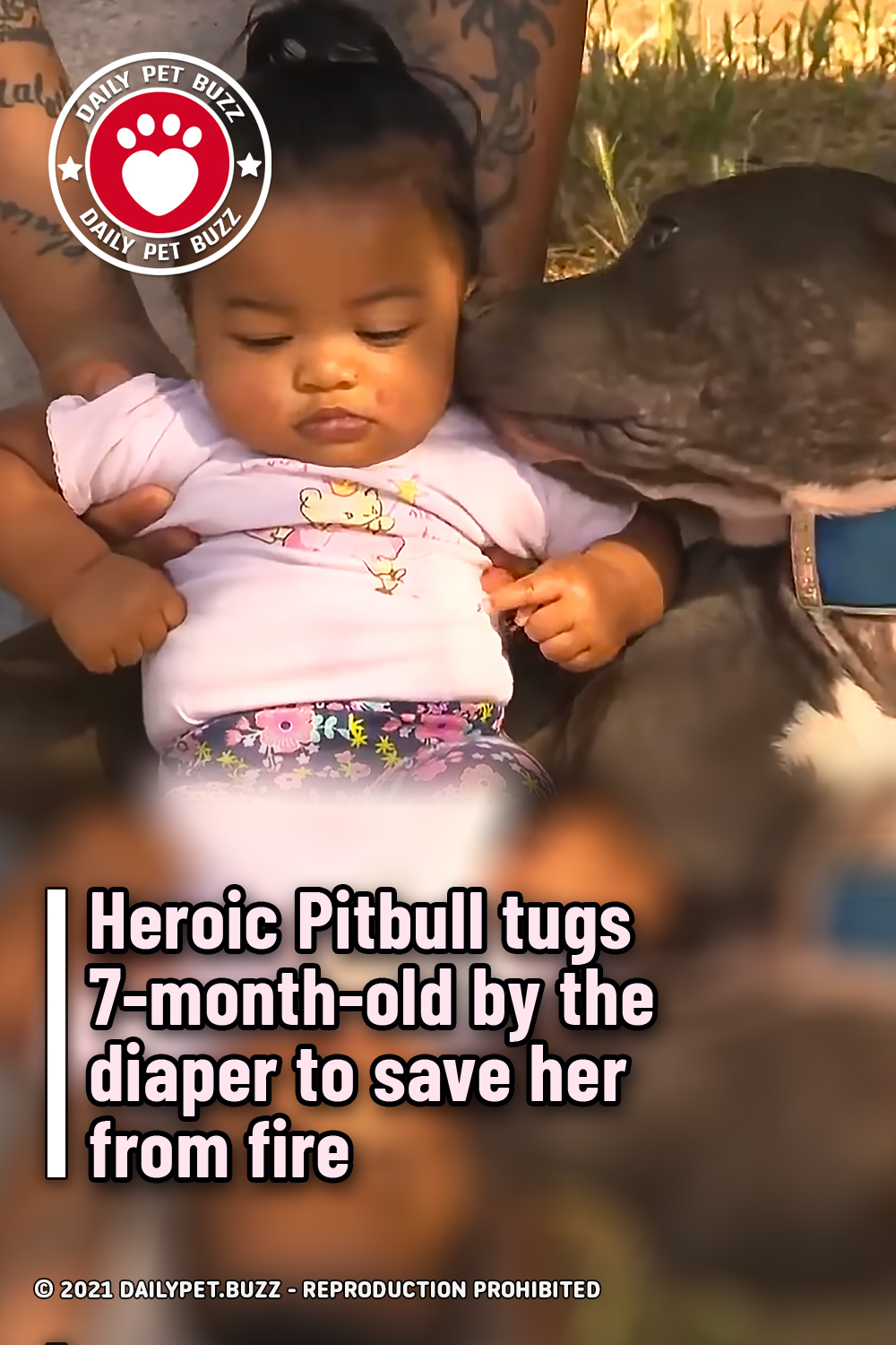Heroic Pitbull tugs 7-month-old by the diaper to save her from fire