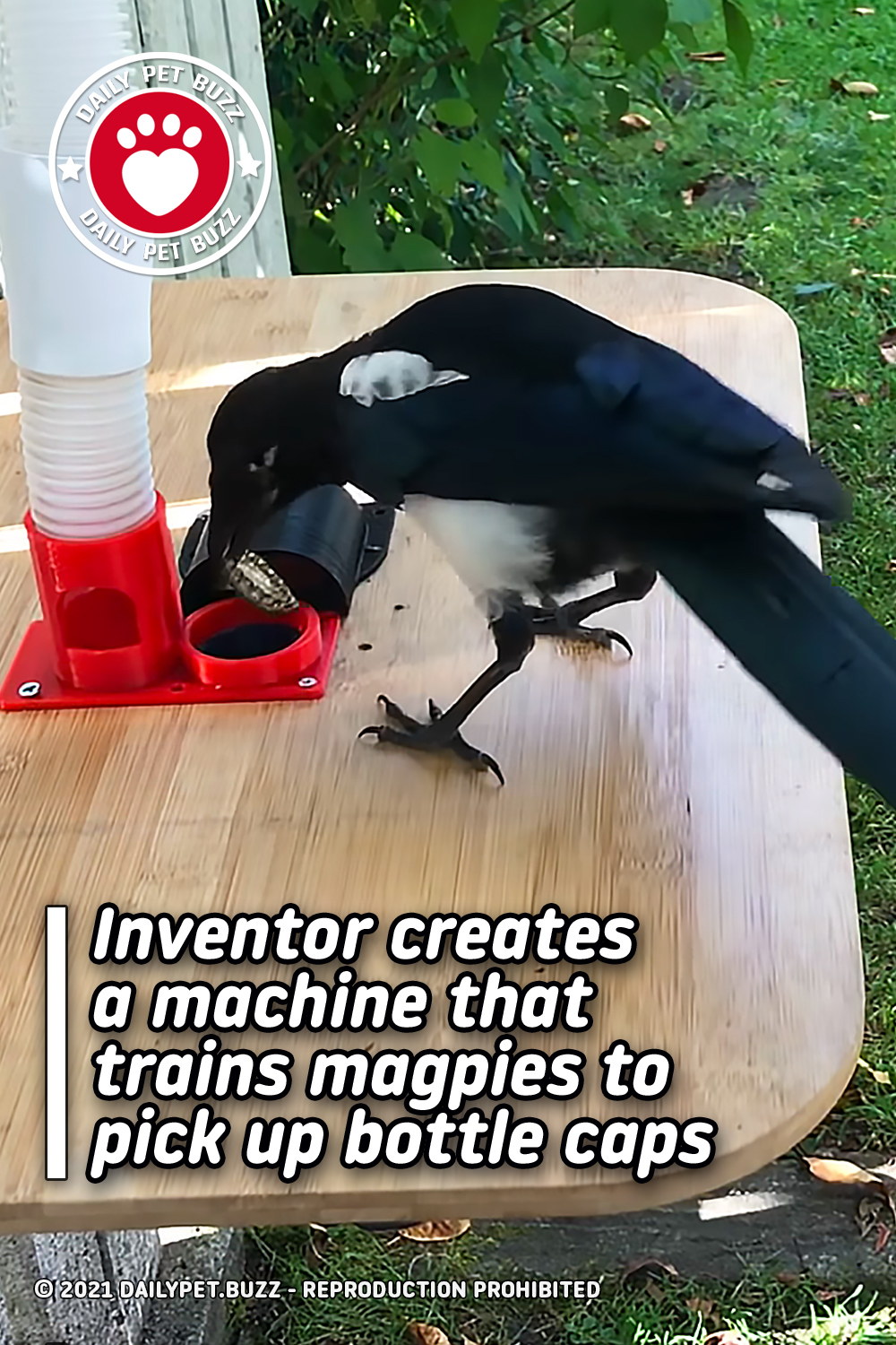 Inventor creates a machine that trains magpies to pick up bottle caps