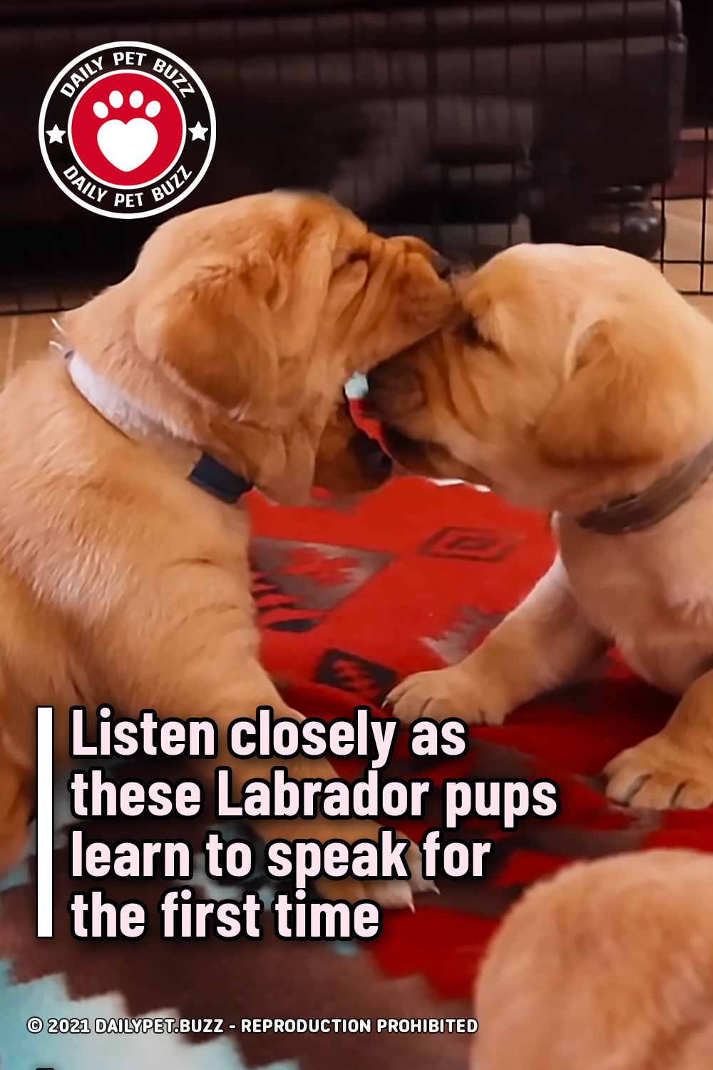 Listen closely as these Labrador pups learn to speak for the first time