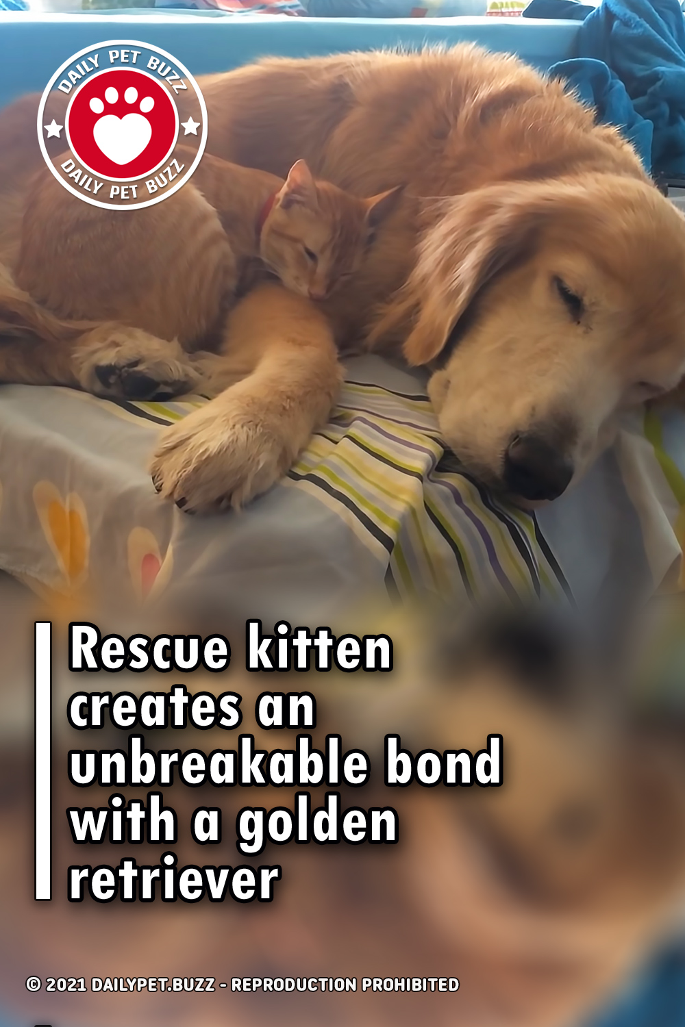 Rescue kitten creates an unbreakable bond with a golden retriever