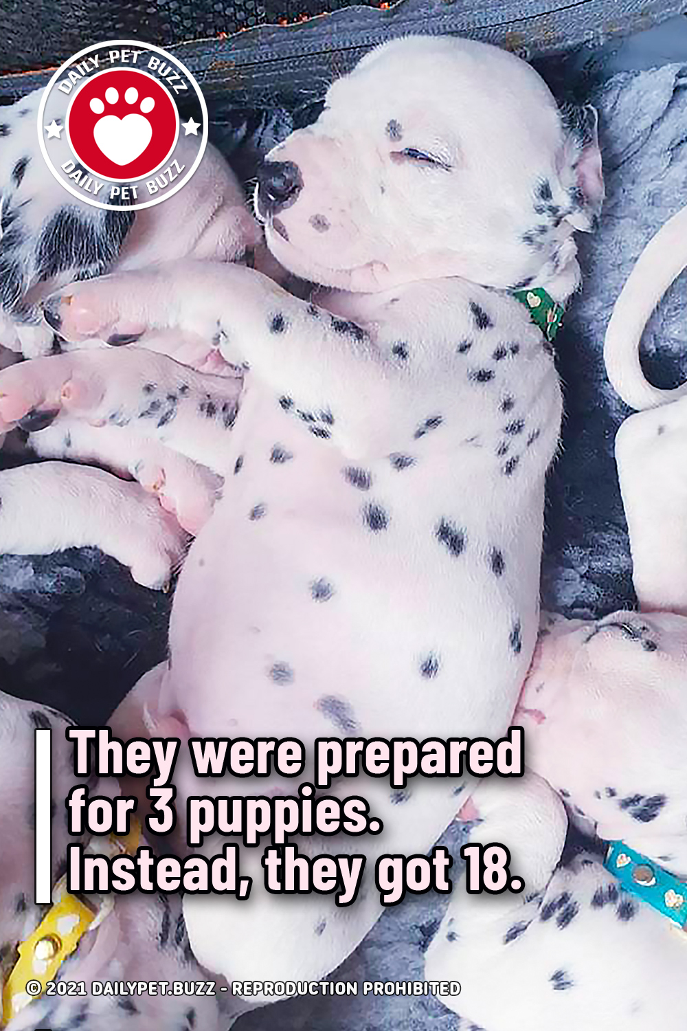 They were prepared for 3 puppies. Instead, they got 18.
