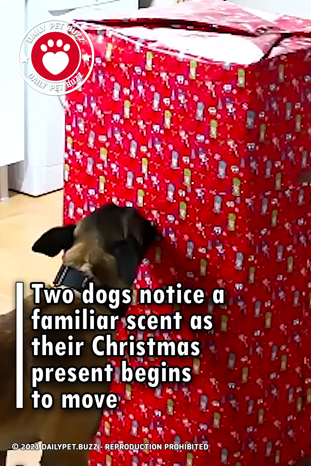 Two dogs notice a familiar scent as their Christmas present begins to move
