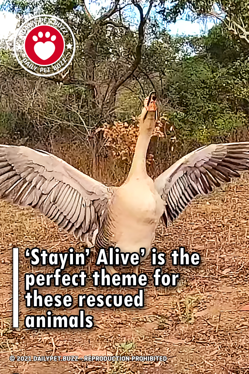 ‘Stayin’ Alive’ is the perfect theme for these rescued animals
