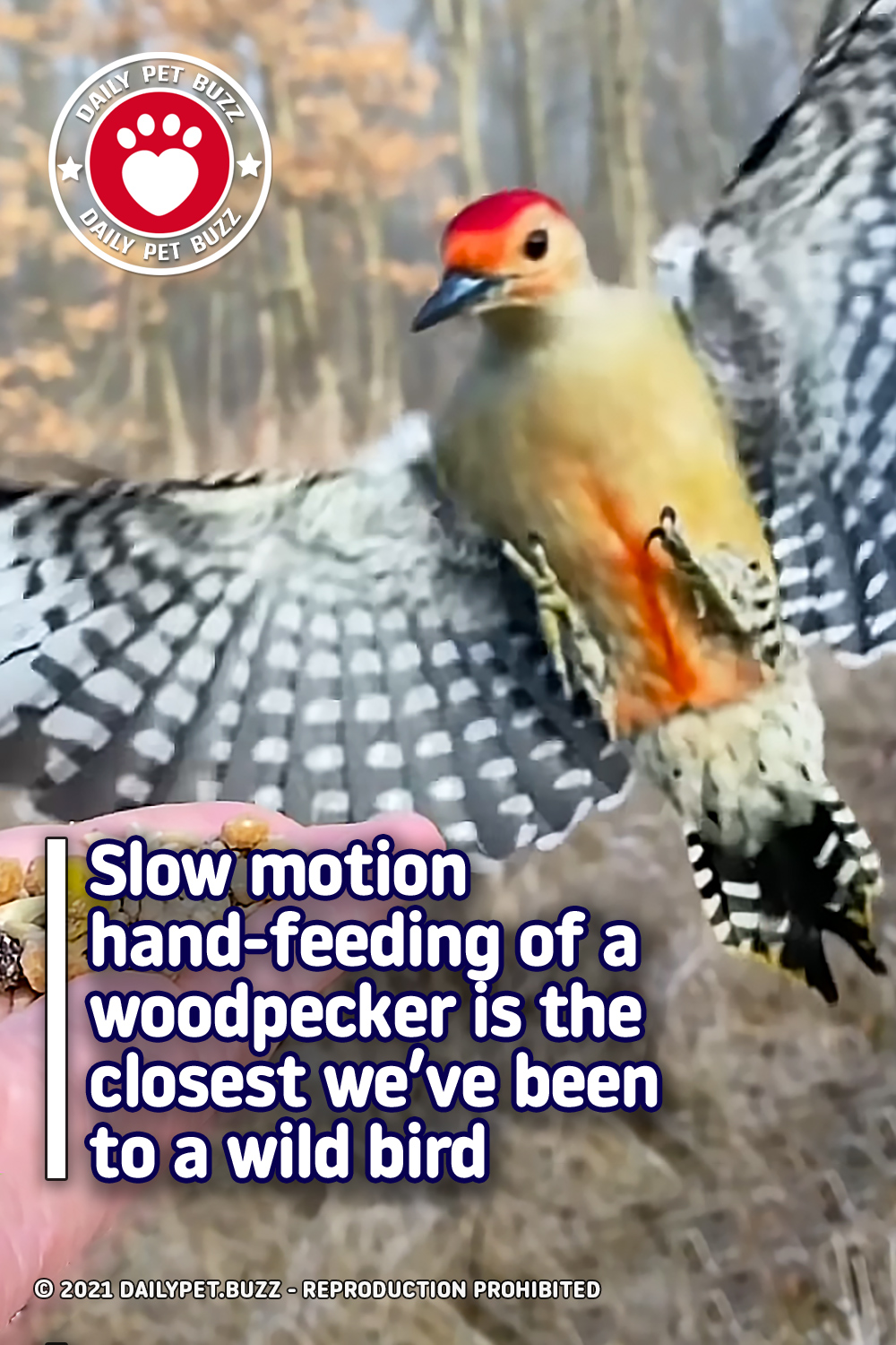 Slow motion hand-feeding of a woodpecker is the closest we’ve been to a wild bird