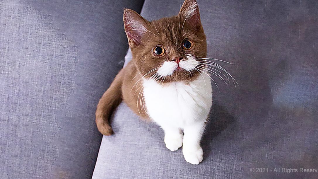 Adorable French Kitten Has Eyecatching Mustache Pet Buzz