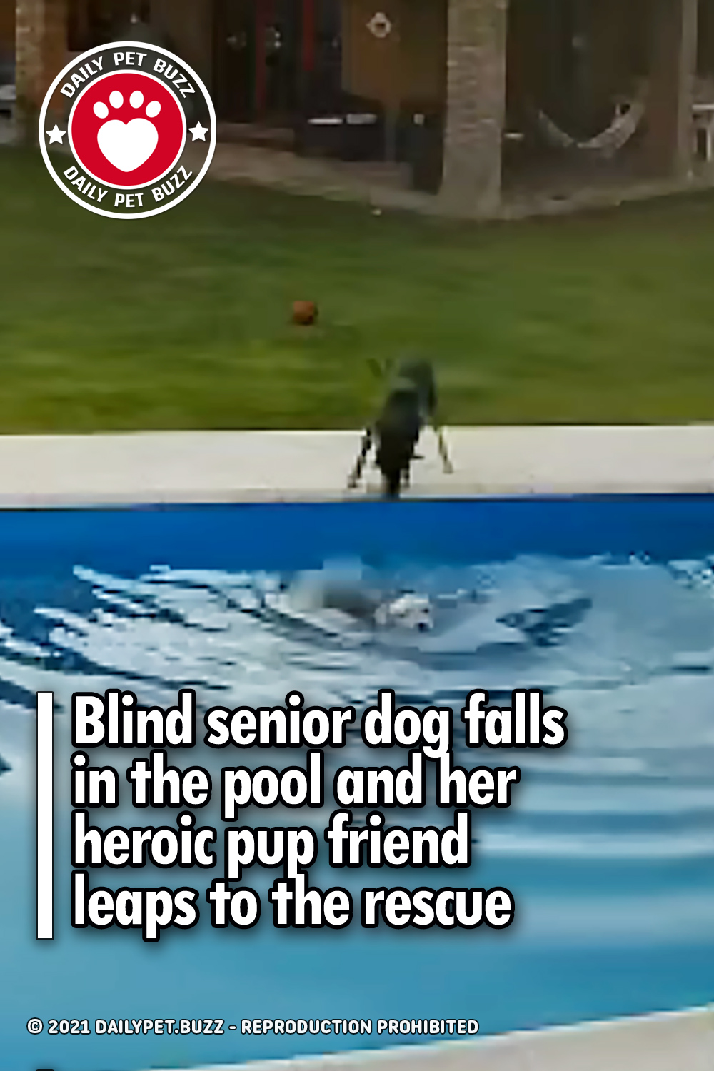 Blind senior dog falls in the pool and her heroic pup friend leaps to the rescue