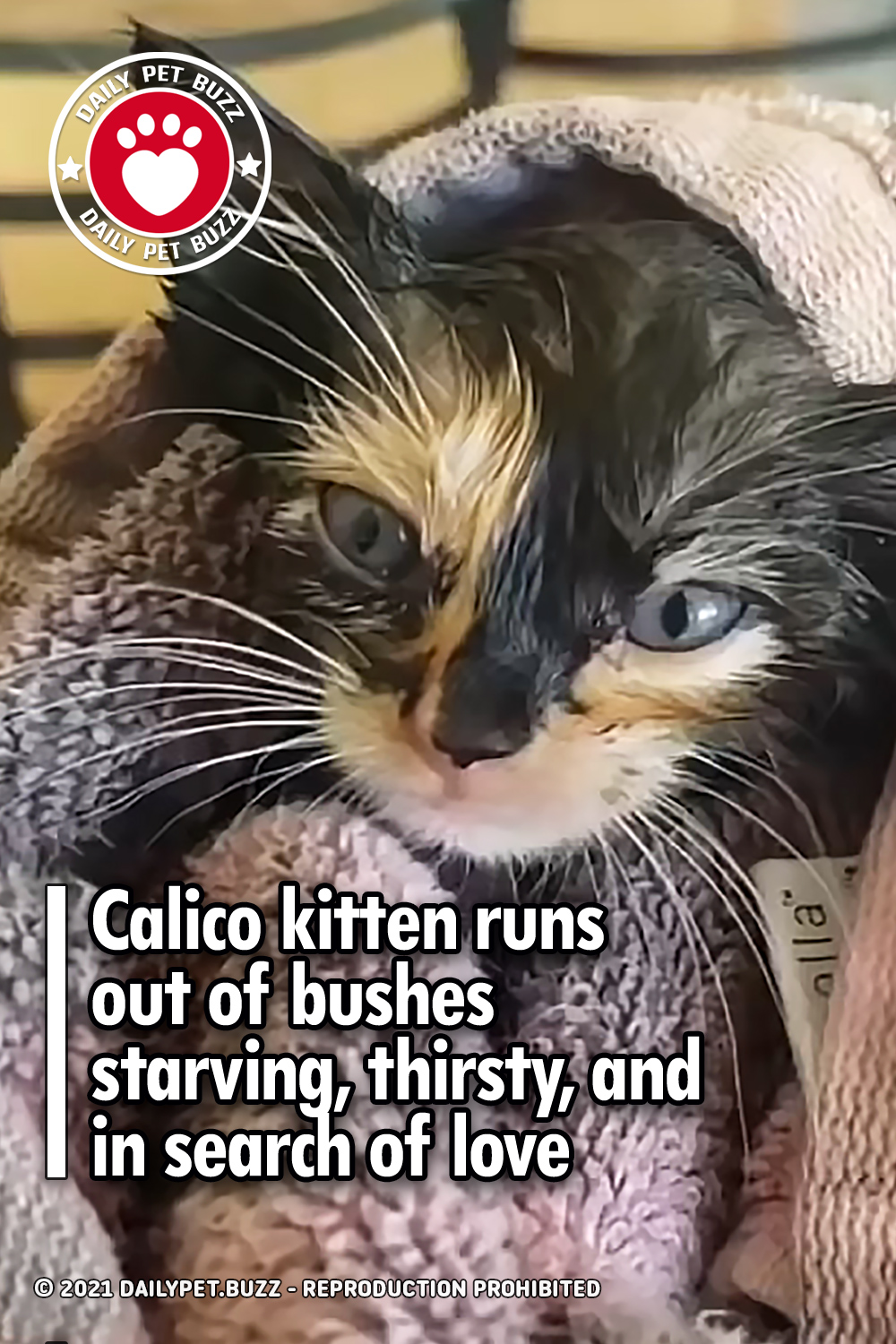 Calico kitten runs out of bushes starving, thirsty, and in search of love