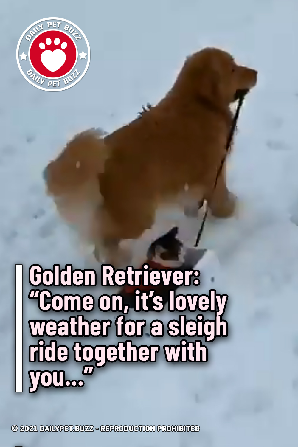 Golden Retriever: “Come on, it\'s lovely weather for a sleigh ride together with you…”