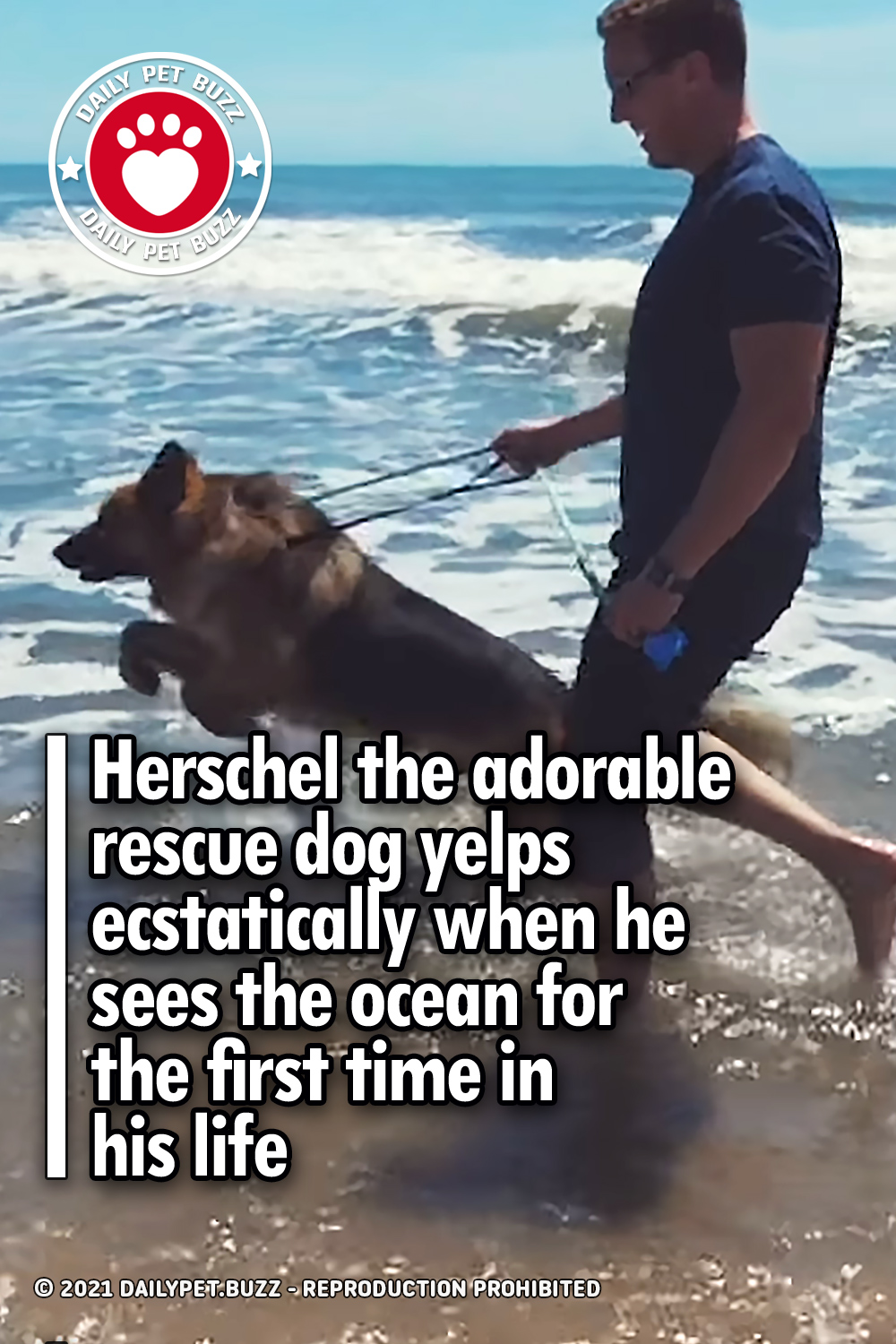 Herschel the adorable rescue dog yelps ecstatically when he sees the ocean for the first time in his life