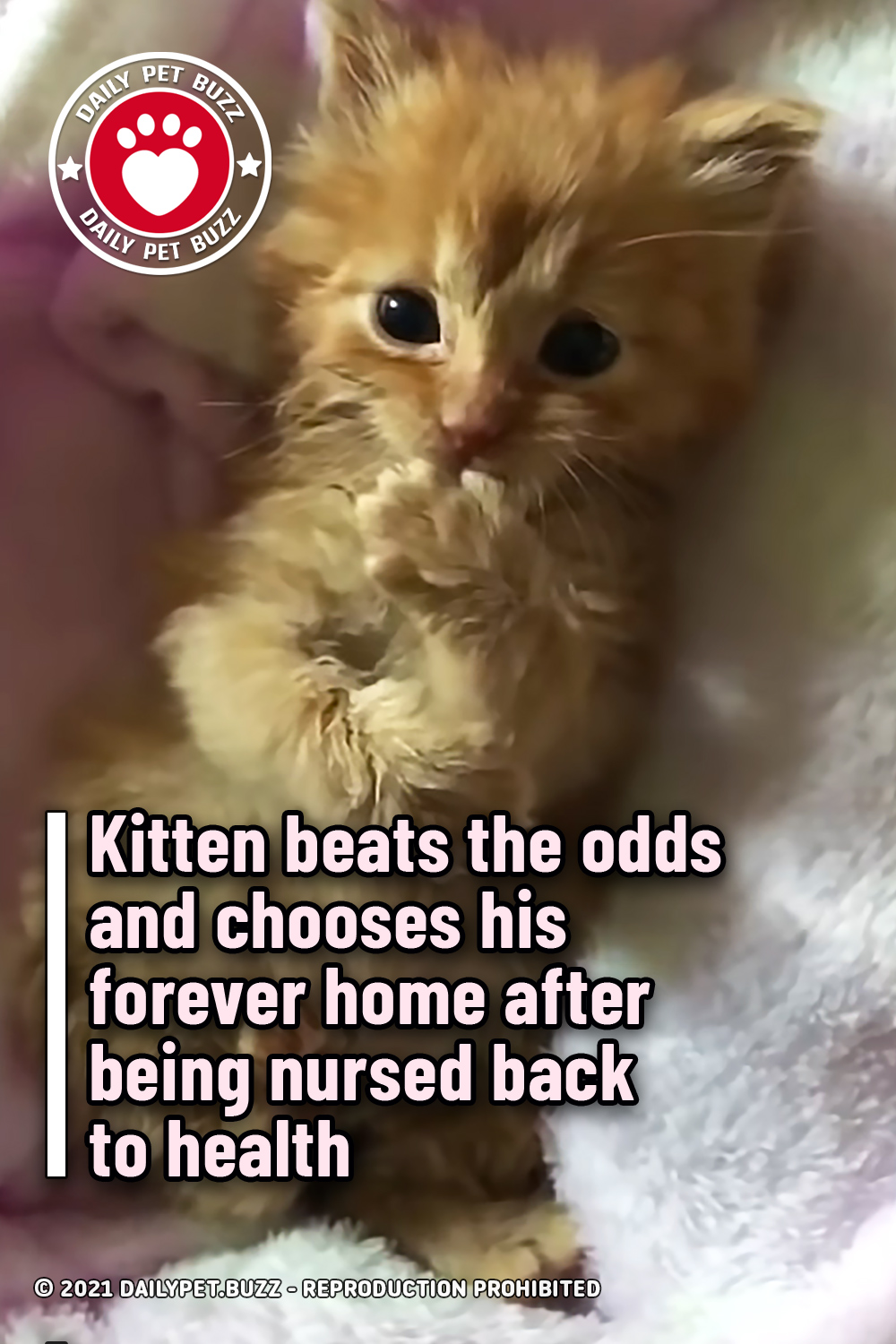 Kitten beats the odds and chooses his forever home after being nursed back to health
