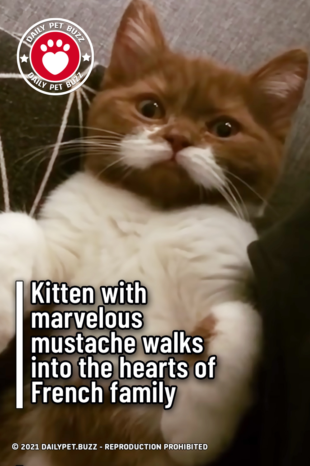 Kitten with marvelous mustache walks into the hearts of French family
