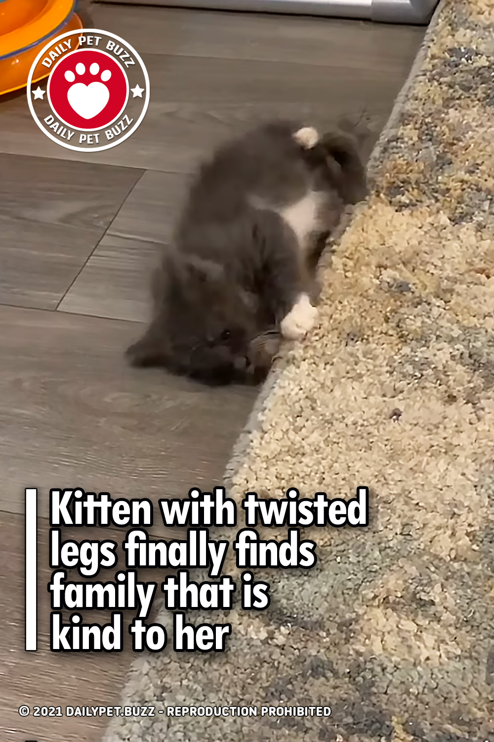 Kitten with twisted legs finally finds family that is kind to her