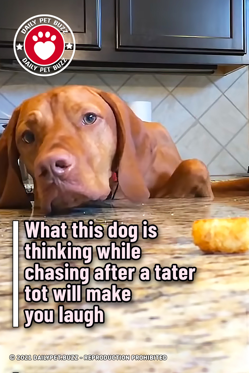 What this dog is thinking while chasing after a tater tot will make you laugh