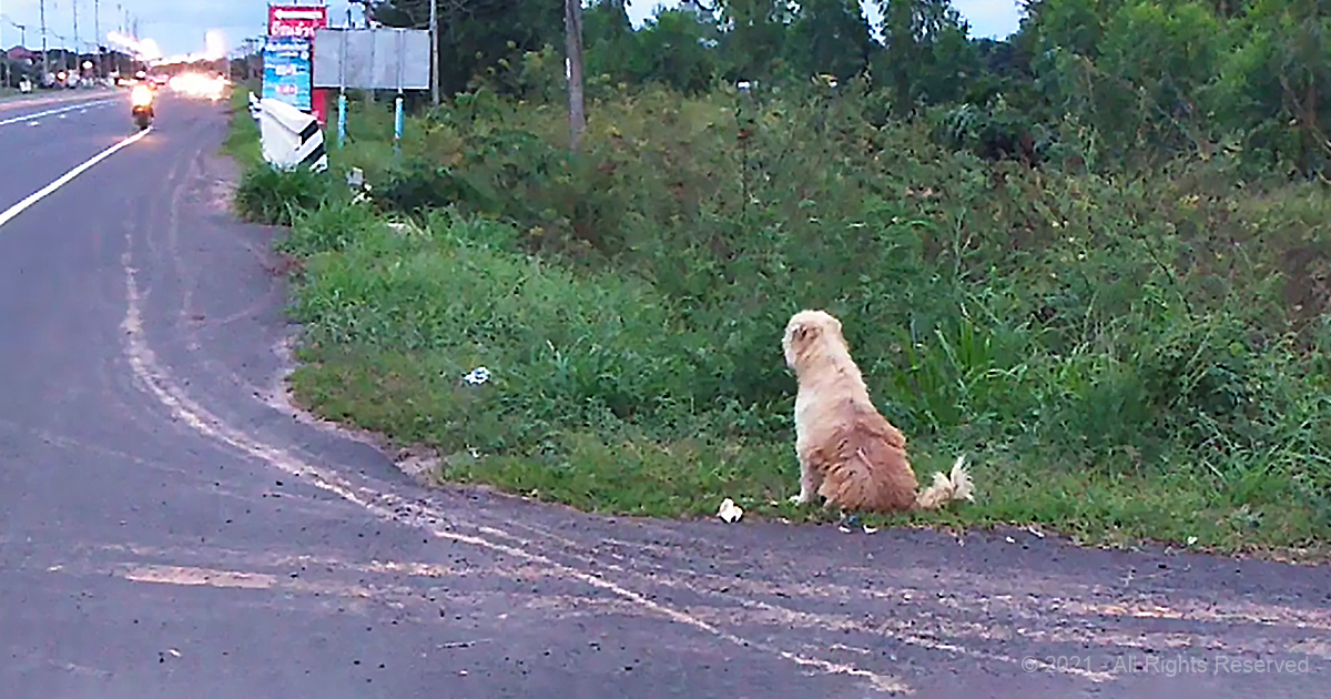 Loyal dog waits outside for months hoping his family didn't abandon him ...