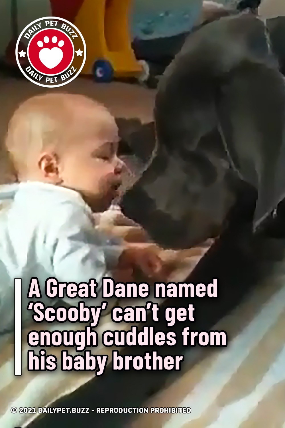 A Great Dane named ‘Scooby’ can’t get enough cuddles from his baby brother