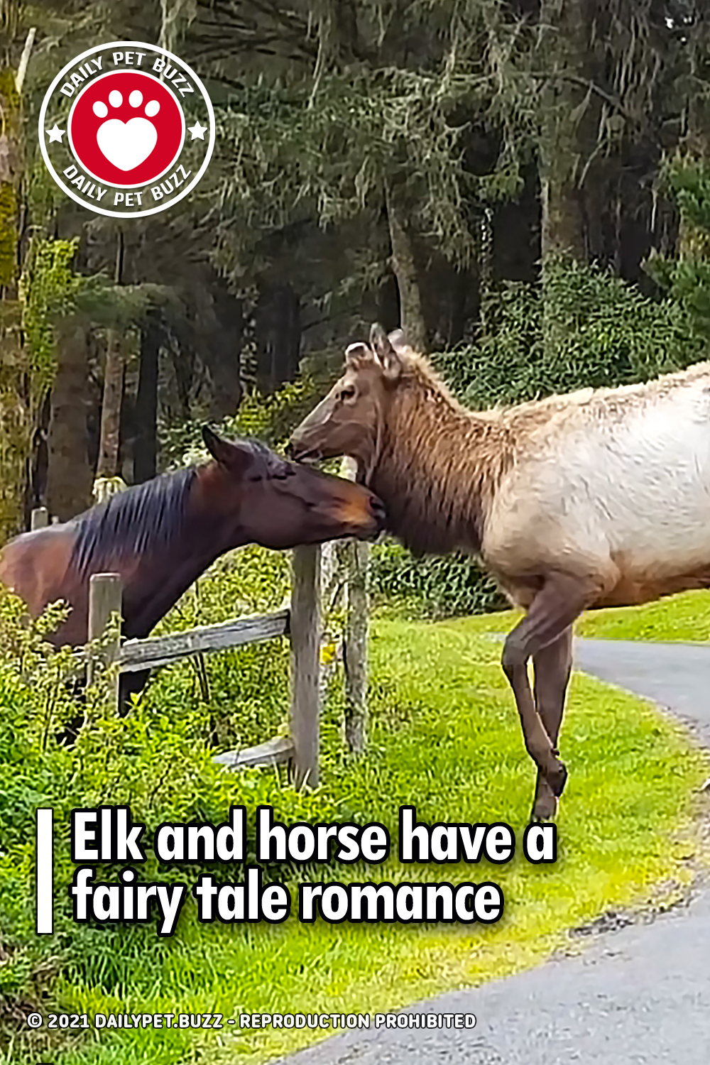 Elk and horse have a fairy tale romance