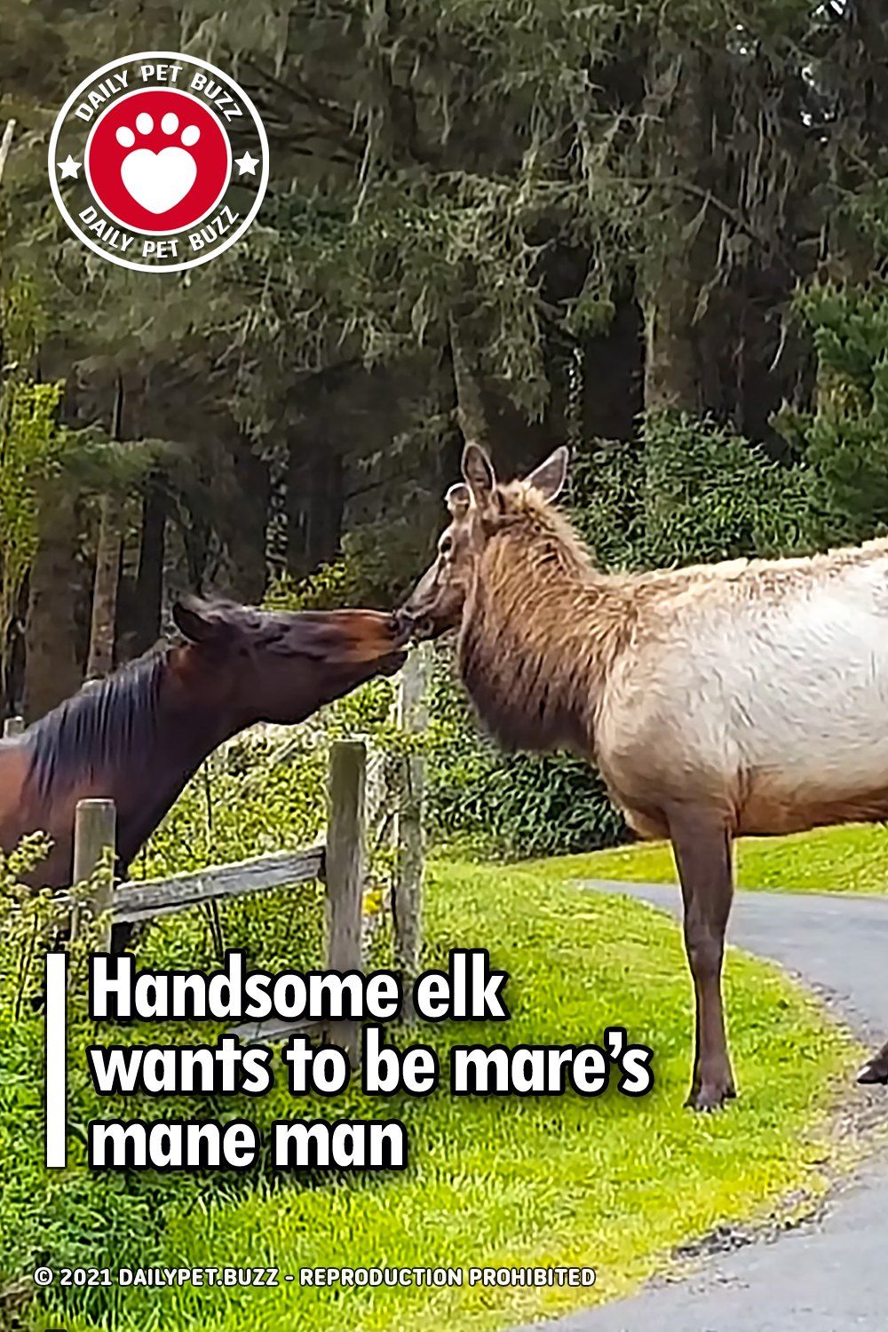 Handsome elk wants to be mare’s mane man