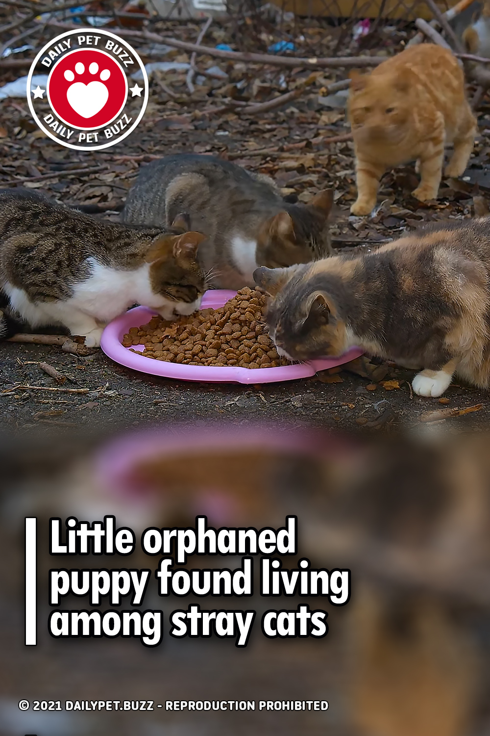 Little orphaned puppy found living among stray cats