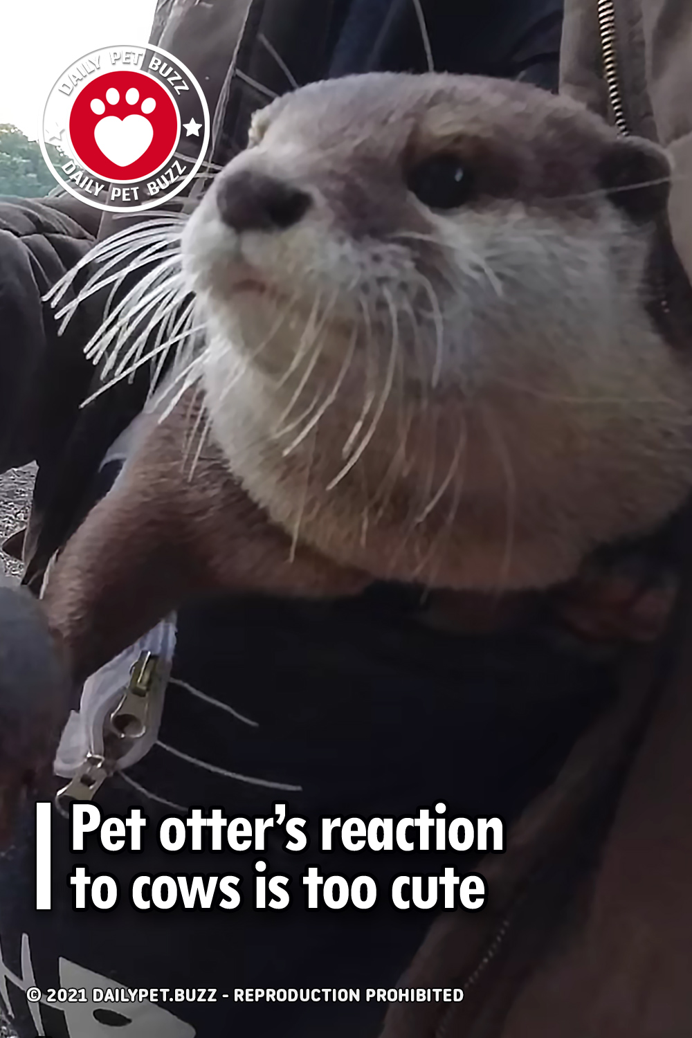 Pet otter’s reaction to cows is too cute