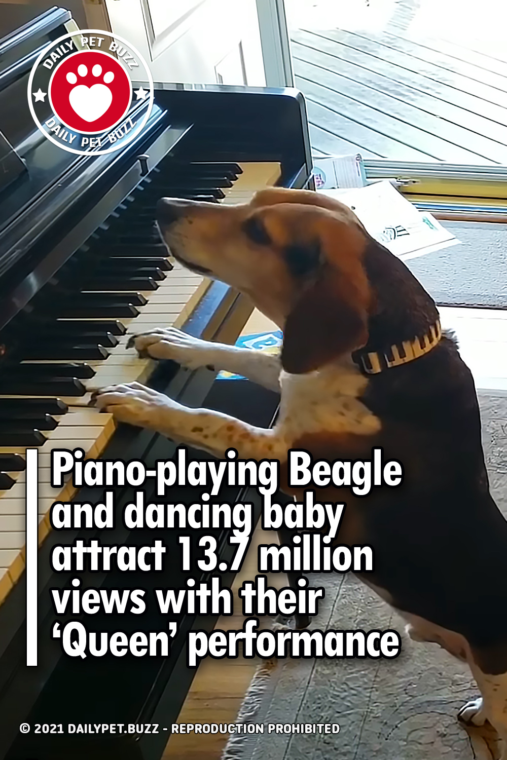 Piano-playing Beagle and dancing baby attract 13.7 million views with their ‘Queen’ performance
