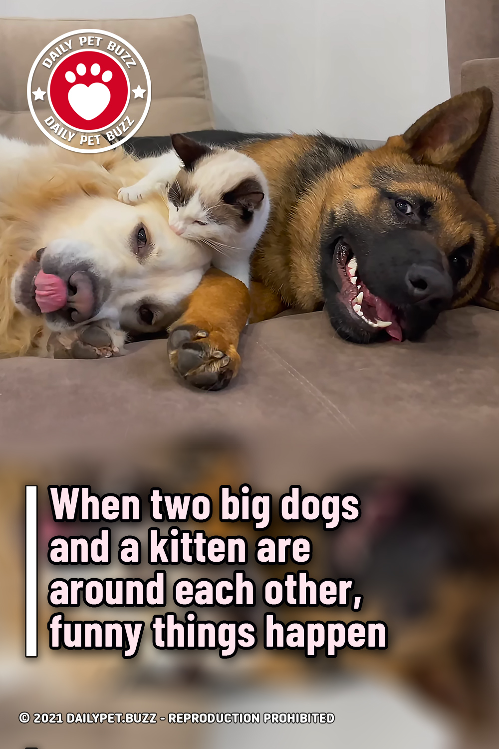 When two big dogs and a kitten are around each other, funny things happen