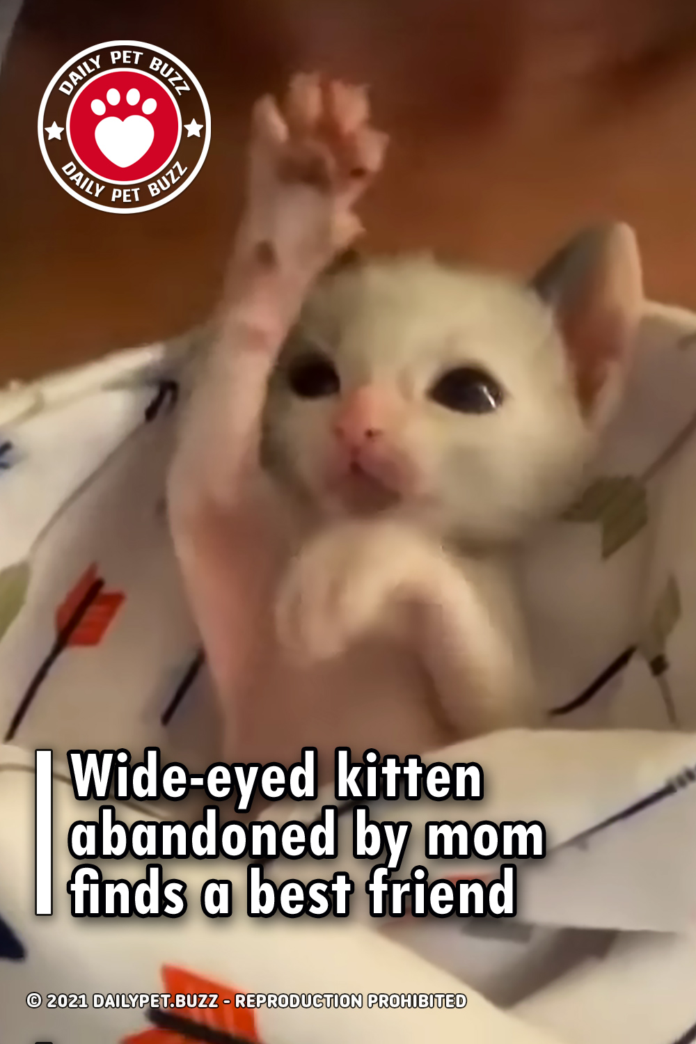 Wide-eyed kitten abandoned by mom finds a best friend