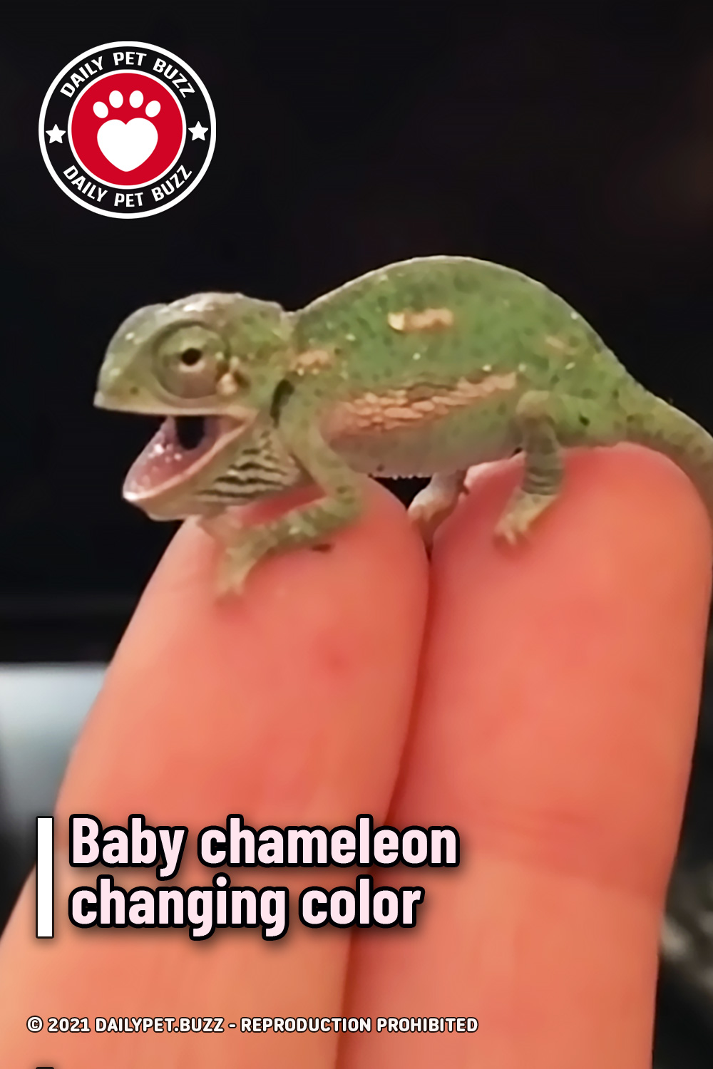 Baby chameleon changing color