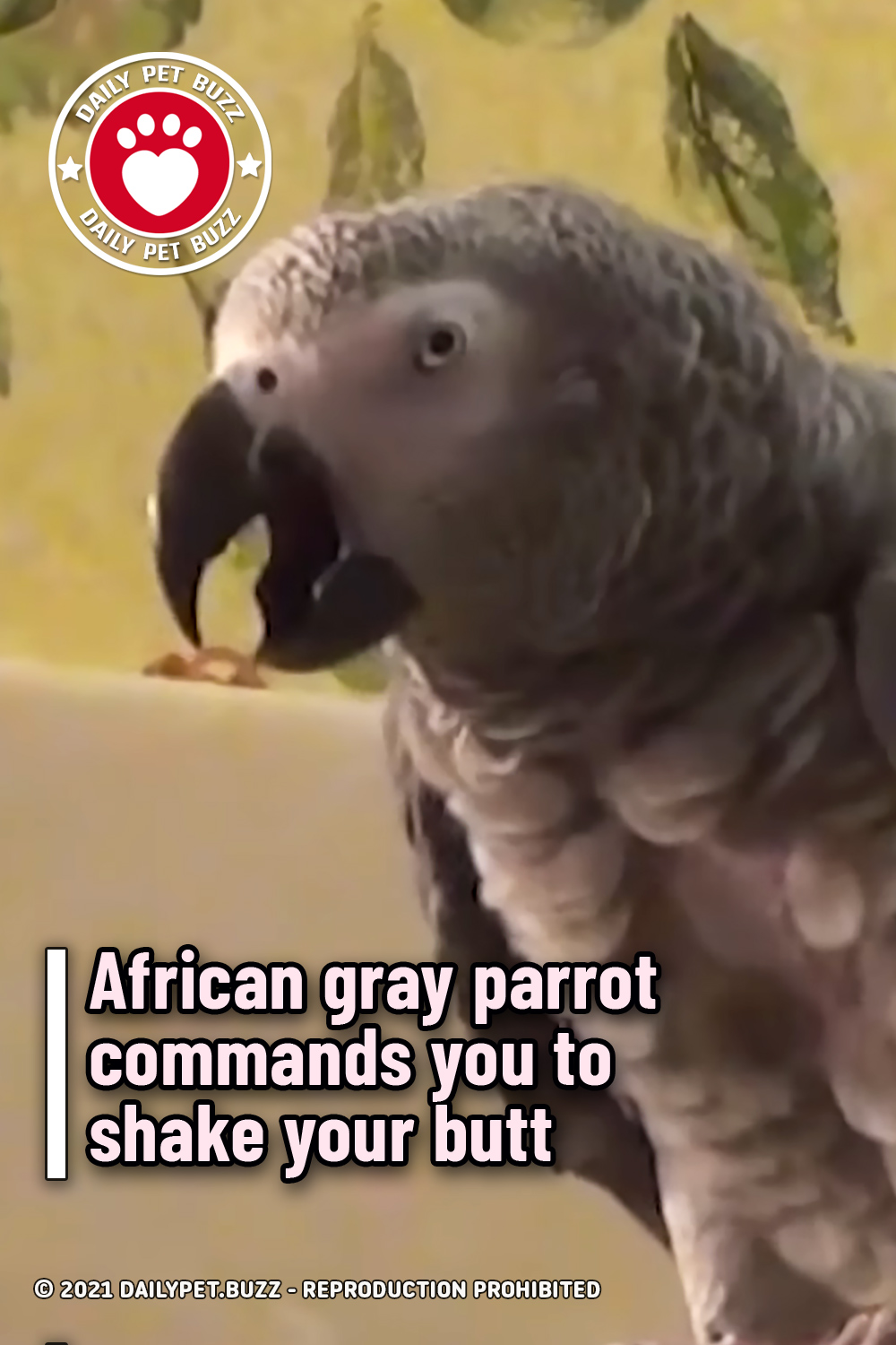 African gray parrot commands you to shake your butt