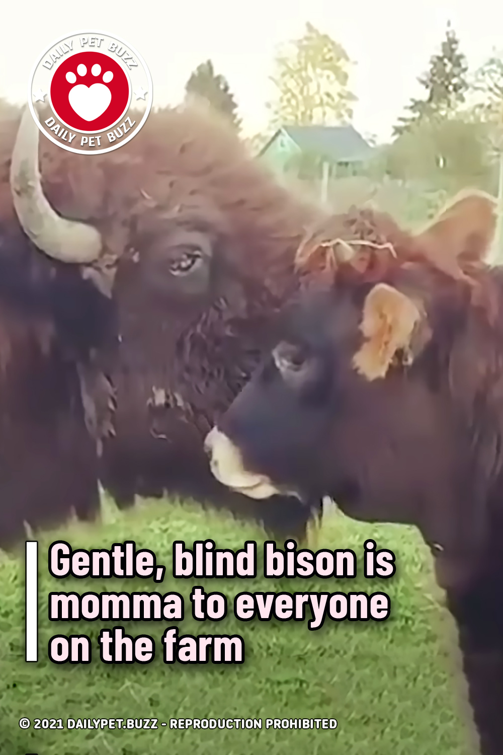 Gentle, blind buffalo is momma to everyone on the farm